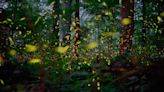 Synchronous fireflies lottery for Great Smoky Mountains National Park is set. What to know