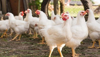 Brasil suspende exportações de carnes de aves e derivados para mais de 30 países | Agro Estadão