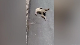 Sloth struggling to cross road saved by passer-by