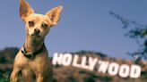 Whatever Happened To The Taco Bell Dog & Why Was She So Controversial? - Looper