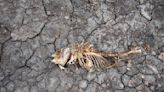 European drought dries up rivers, kills fish, shrivels crops