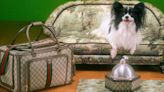 Gucci’s Newest Collection Is for Luxury-Loving Canines and Felines