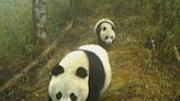 Camera captures wild giant pandas in Gansu during mating season