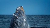 Avistamiento de ballenas: Tumbes se alista para recibir a turistas por inicio de temporada