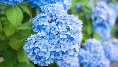 Hydrangeas and roses bloom bigger and healthier in 2 weeks with 1 kitchen scrap