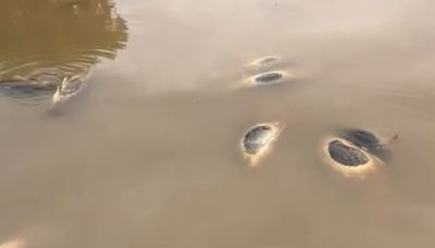 Tras muerte de peces en Río Yaqui, piden investigar contaminación