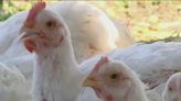 Missouri legislature’s last-minute push on housing and chickens