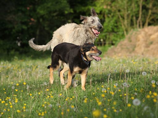 Giant Irish Wolfhound Acts as 'Therapy Dog' for Homeless Pets