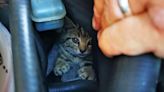 Navy helicopter engineer dismantles car to rescue stray kitten trapped inside