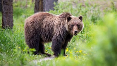 Hunter mistakenly kills grizzly bear, but it wasn’t hunter’s mistake