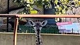 Baby giraffe panics, dies after its head got stuck in a hay feeder at Roosevelt Park Zoo