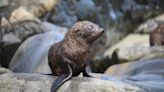 Sydney's Taronga Zoo Introduces Long-Nosed Fur Seal Pup with the Most Fitting Name