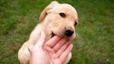 Why is my dog play biting me? An expert reveals the reason and how to stop this