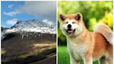 An injured dog stayed 'positively regal' while being carried down England's highest mountain in a rescue mission
