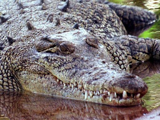 Child, 12, missing in suspected crocodile attack in Australia's Northern Territory