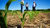 CFS conservation agronomist Dean Frank Ken Lohmann, and his son Jason Lohmann, talk in a field with a cover crop of wheat that has been planted over with field corn about six weeks ago Wednesday, May...