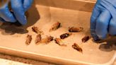 Cicada recipes to be on full display at Missouri Butterfly House