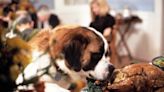 5 Holiday Foods You Can Share With Your Dog (And 5 You Really Shouldn't)