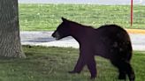 Eastern Minnesota authorities respond to 2 crashes involving bears in 1 night