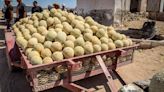 Precio de la sandía y melón, hasta el suelo, dicen productores de San Pedro