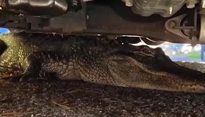 Man finds alligator under his vehicle