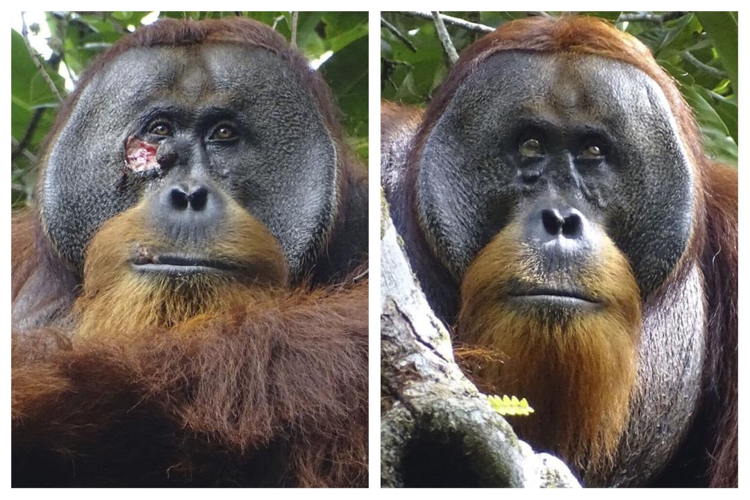 Orangutan Seems to Treat Wound With Medicinal Plant