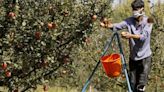 Experts raise concern of scab, leafminer in Himachal’s apple orchards