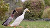 Woman Rates the Funny Things Her Ducks Do and It’s Just Too Cute