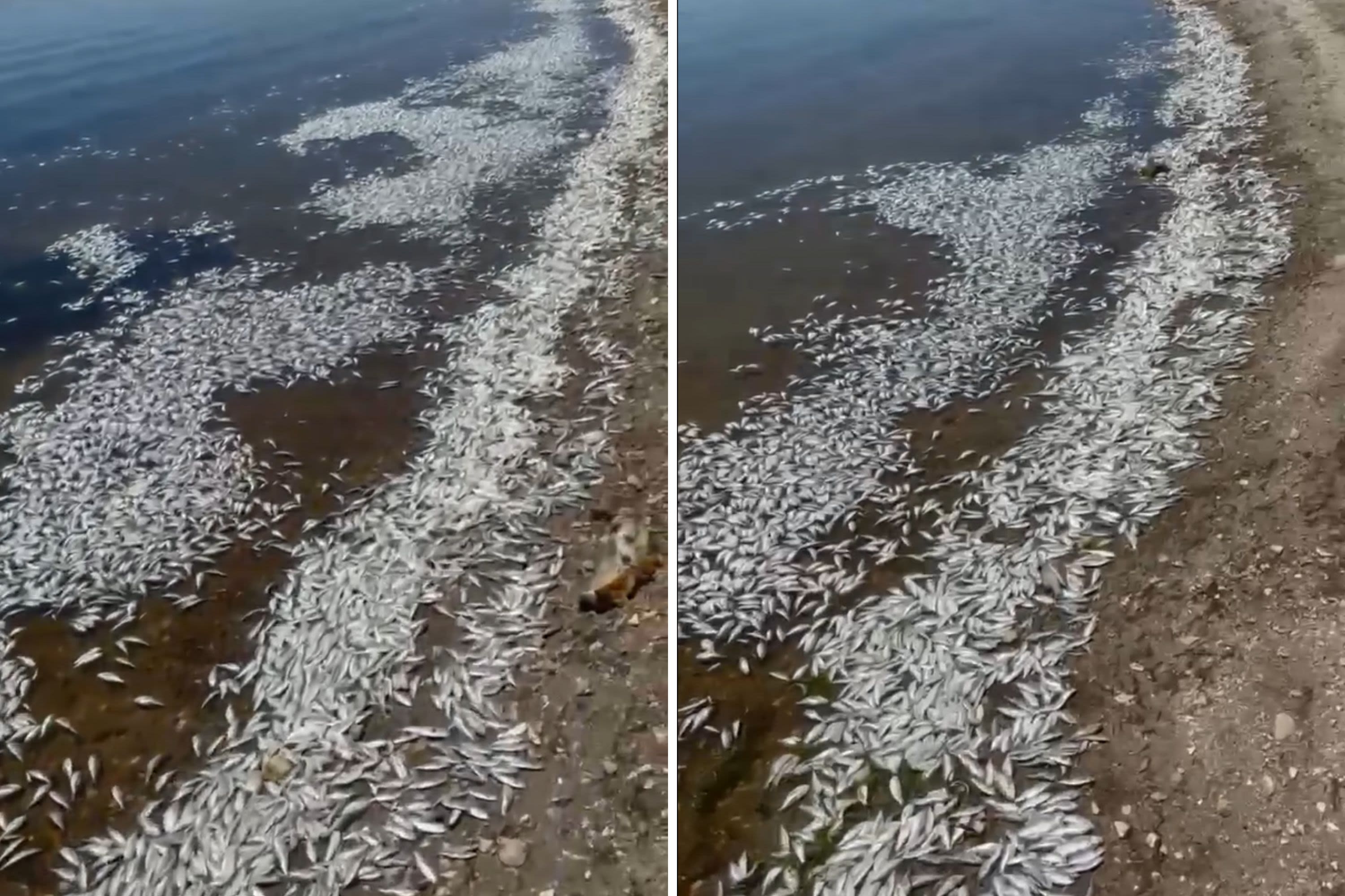 California lake's mysterious fish die-off kills hundreds of thousands