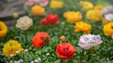 How To Grow And Care For Ranunculus (Persian Buttercup)