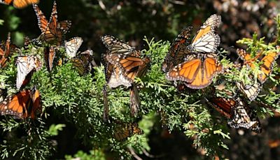 Sharp decline in monarch butterfly population alarms scientists and advocates | How to help