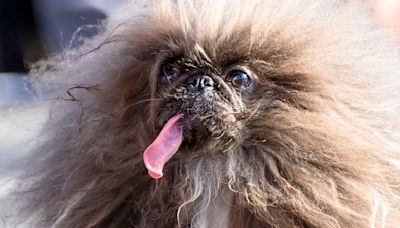 ‘World’s ugliest dog’ is a long-tongued frizz-ball called Wild Thang | CNN