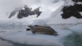 Día del Medio Ambiente: cuál es la principal amenaza biológica para la vida en la Antártida