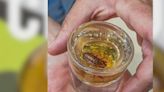 Suburban brewpub serving cicada-infused Malört shots