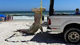 Critically endangered hammerhead shark found dead on US beach was pregnant with 40 pups