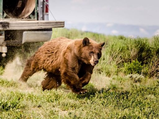 A Utah trail runner was bitten by a bear. Here’s what to do if you encounter a bear