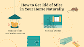 How to Get Rid of Mice in Your Home Naturally