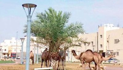 Saudi Arabia plans first digital platform for camel owners, industry workers