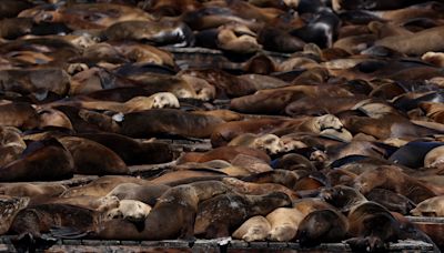 More Than 1,000 Sea Lions Gather at San Francisco's Pier 39, the Largest Group in 15 Years