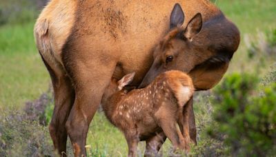 Colorado Parks & Wildlife urges people to "Leave young wildlife alone" in honor of Mother's Day