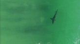 Watch Surfer Catch a Wave Next to Curious Great White Shark in SoCal