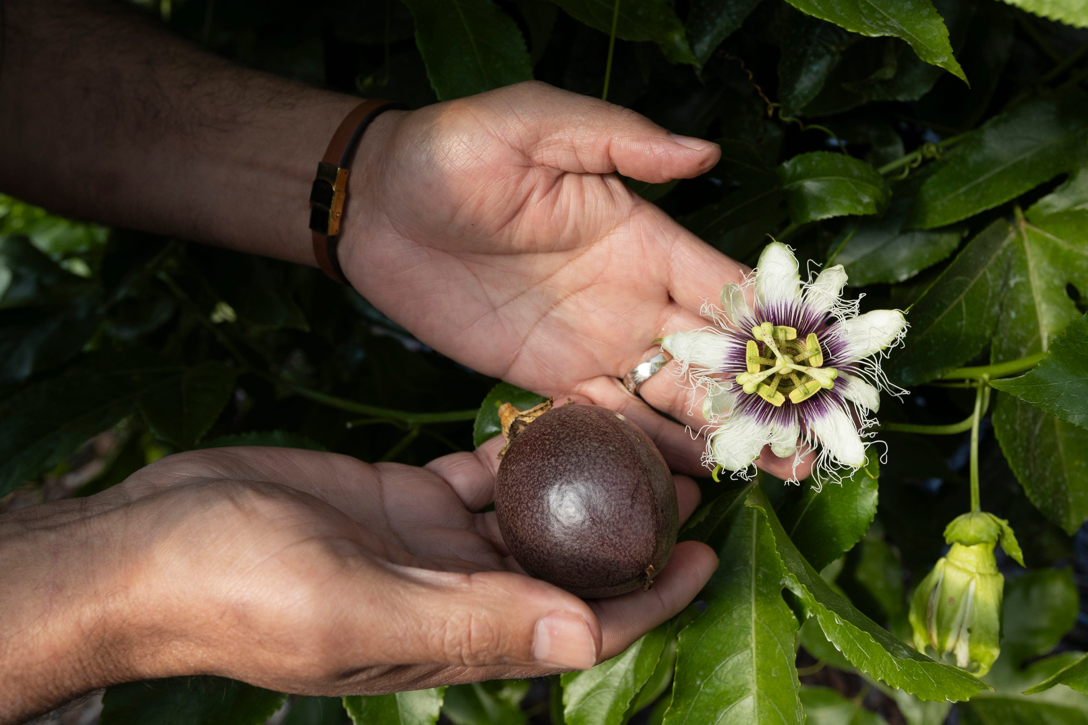 High demand for passion fruit makes for 'huge potential' in Florida