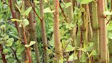 Four lesser-known Japanese knotweed hybrid plants to watch out for
