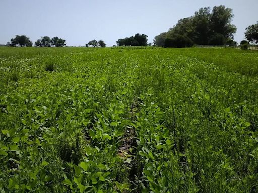 Resistencia a herbicidas: su uso masivo pone en jaque a la agricultura moderna