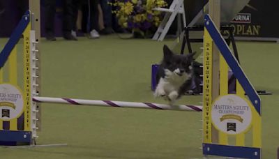 Watch Nimble the mixed-breed dog demolish the 2024 Westminster Masters Agility course in under 30 seconds