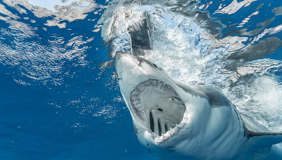 Sharks Off Brazil's Coast Test Positive For Cocaine, Study Finds