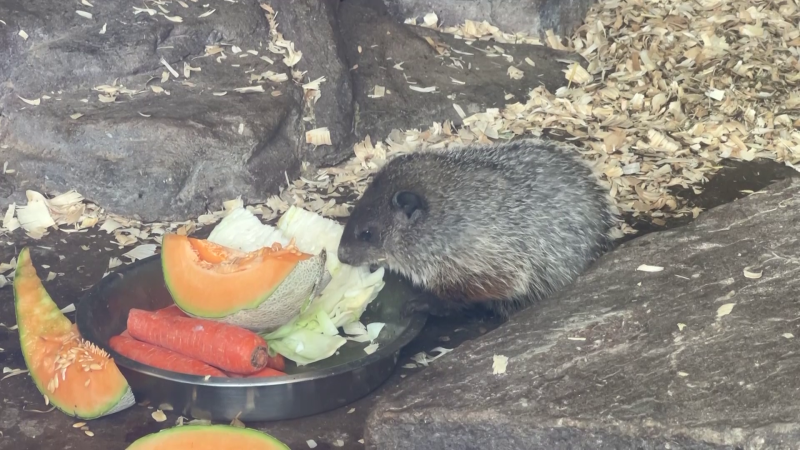 Punxsutawney Phil, wife Phyllis announce names of pups