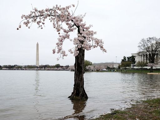 Long live Stumpy: Iconic cherry tree removed from DC's Tidal Basin