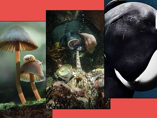 The 10 best nature documentaries and docuseries on Netflix in July 2024