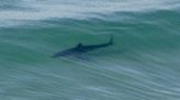 Distance swimmer hospitalized after shark attack off Del Mar